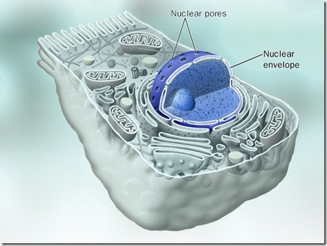 cell nucleous