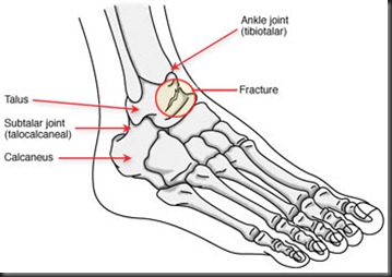 normal foot bones anatomy