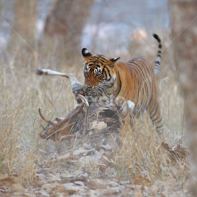 Tigress dragging a kill by Raghunandan Kulkarni - Animals Lions, Tigers & Big Cats