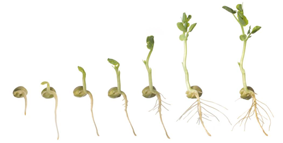 Definition Of The Seed Advantages And Disadvantages Of Seed Propagation