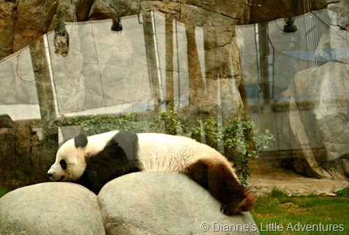 hong kong, ocean park, family, love, giant panda, panda, cute, lazy