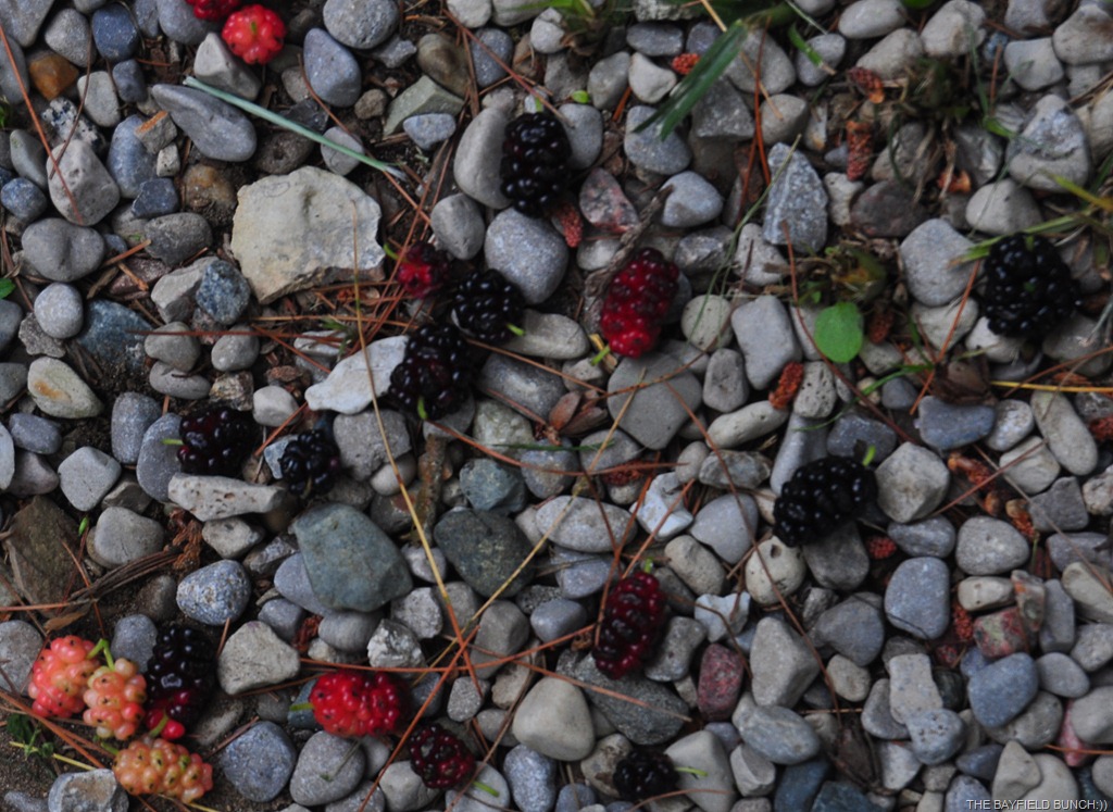 [DSC_0003%255B4%255D.jpg]