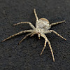 Grey Running Crab Spider