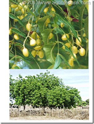 practices rotation proper gardening course crop help