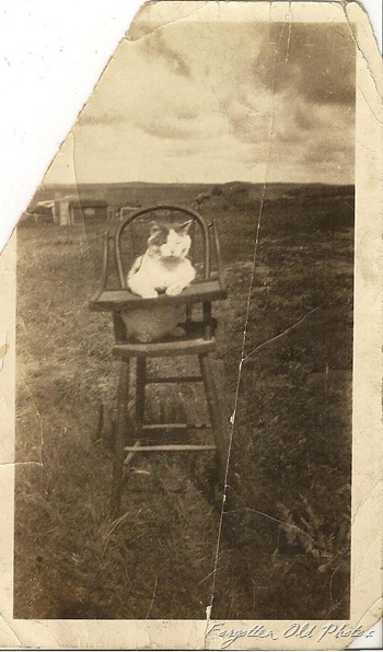 Cat in High Chair DL Antiques