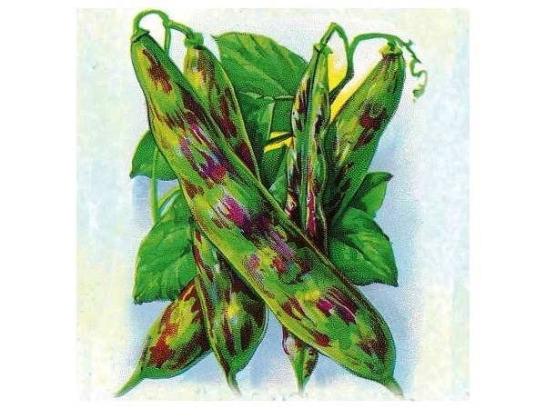 [Feij%25C3%25A3o%2520Dragon%2520Tongue%255B2%255D.jpg]