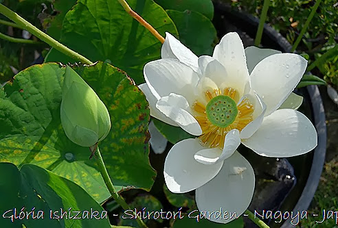 84 - Glória Ishizaka - Shirotori Garden