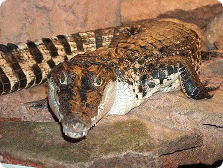 Crocodylus novaeguineae3