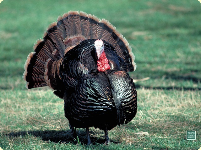 Turkey, Gobler, male