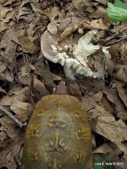 turtle eating mushroom birdseye view