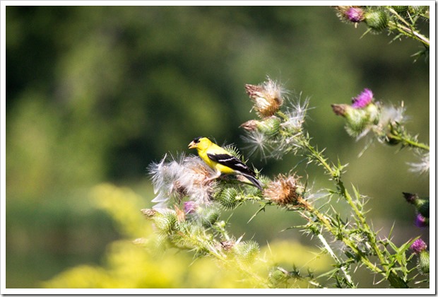 goldfinch in the thistle seeds