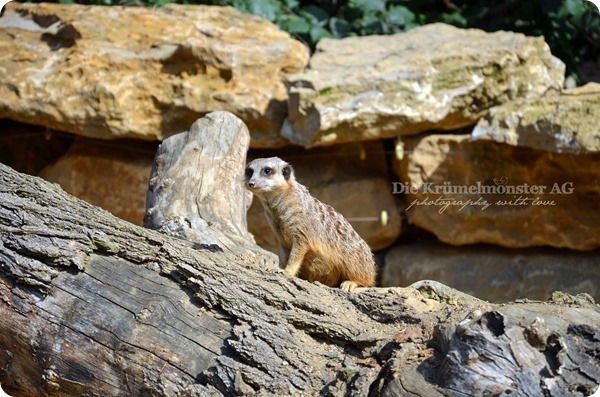 Zoo Frankfurt Erdmännchen 150813