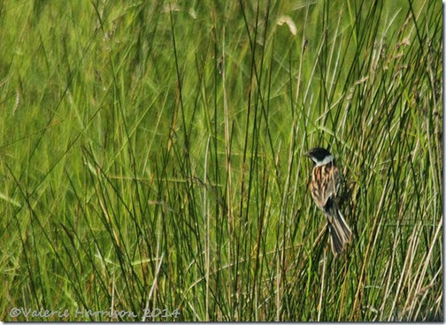 25-reed-bunting