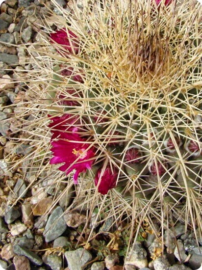 museo-botanico-chirau-mita6