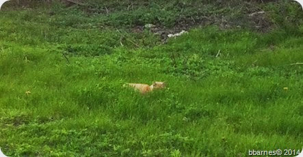 May 2 Feral Cat