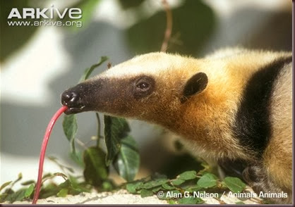 ARKive image GES081304 - Collared anteater