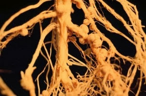 nodular roots