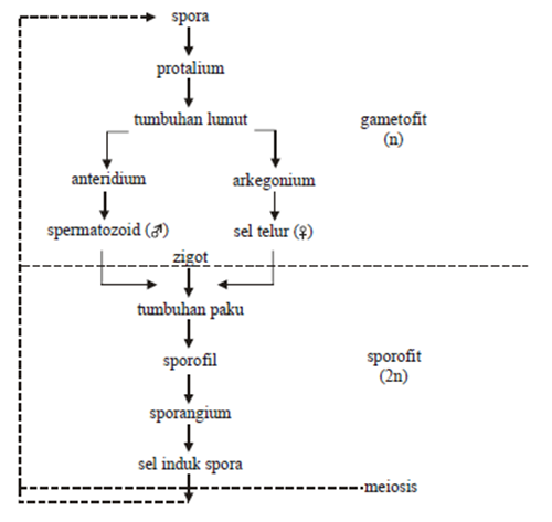 gambar daur hidup paku homospor