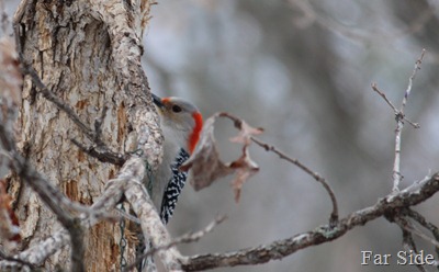 Red Bellied Woodpecker a female