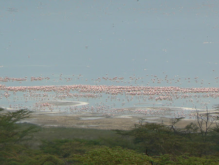 Safari Kenya: Flamingo la Nakuru