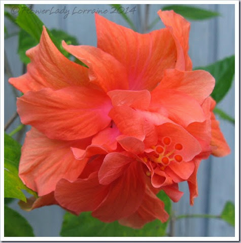 05-08-hibiscus