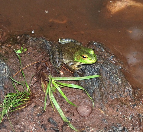 9. frog-kab