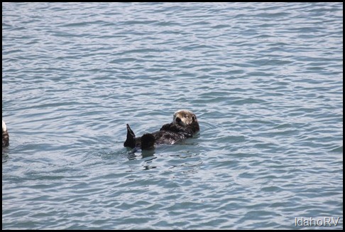 Sea-Otter-Close-Up