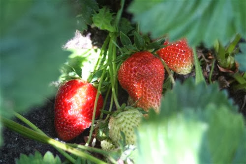 20090602 (2) (Small)