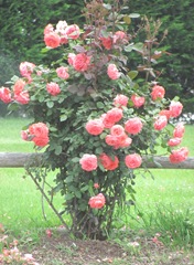cape cod 6.12 roses tropicana