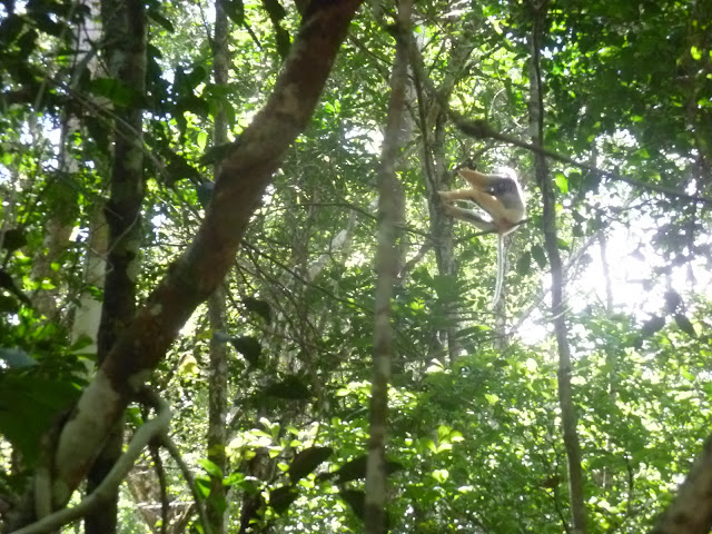 Lémurien : Sifaka à diadème (Propithecus diademaBENNETT, 1832). Parc Andasibe-Mantadia (Périnet, Madagascar), 26 décembre 2013. Photo : J. Marquet