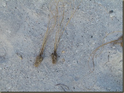 sea oats plugs sea oats plugs