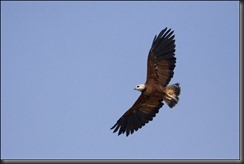 LL - eagle in flight