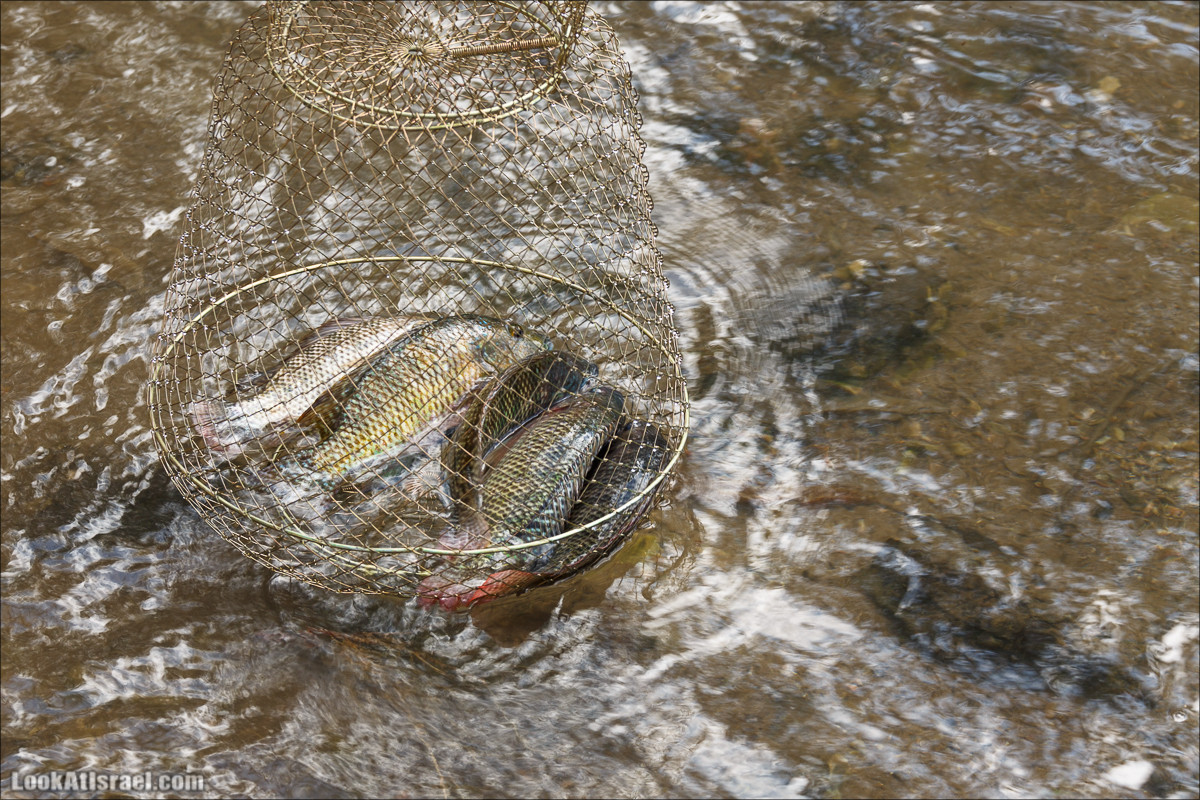 Песах в Долине Родников | Passover in Springs Valley| פסח בעמק המעיינות | LookAtIsrael.com - Фото путешествия по Израилю