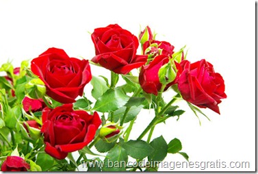 rosas-rojas-flores-flowers-s