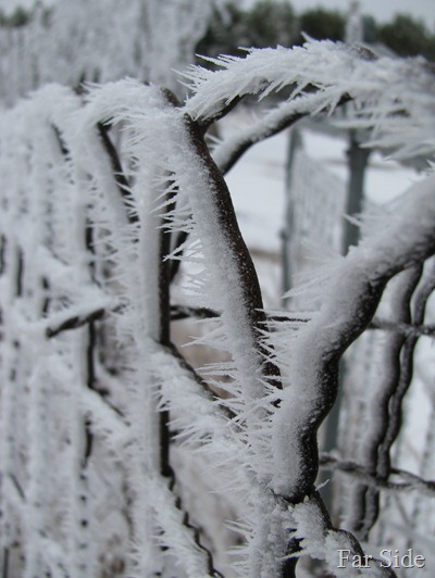 Frosty fence Feb 3 2012
