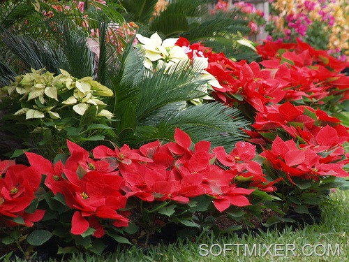 [puansettiya_n13_0%255B7%255D.jpg]