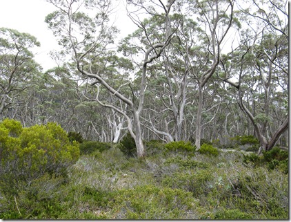 Snow gum woodland