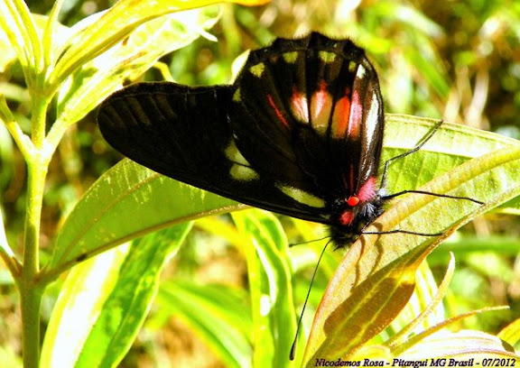 Pieridae : Archonias brassolis tereas Godart, [1819]. Pitangui (MG, Brésil), 25 juillet 2012. Photo : Nicodemos Rosa