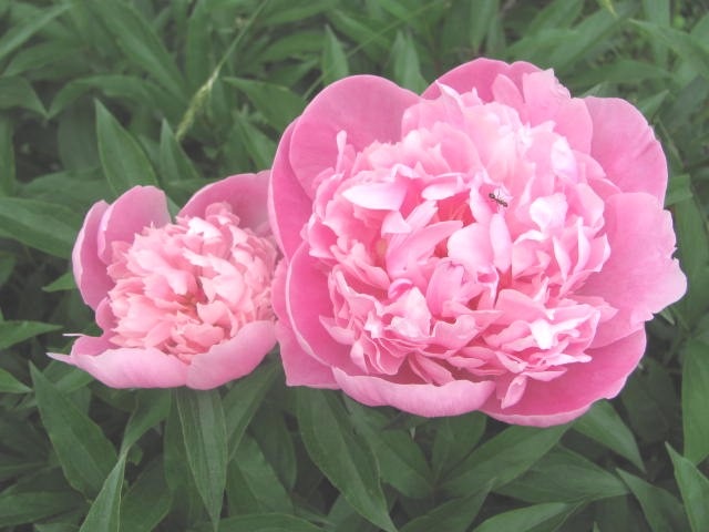 [Spring%25202012%2520dads%2520pink%2520double%2520peonies%2520w%2520ant2%255B3%255D.jpg]