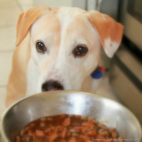 Feeding our faithful pets. ALPO dog food via homework | carolynshomework.com