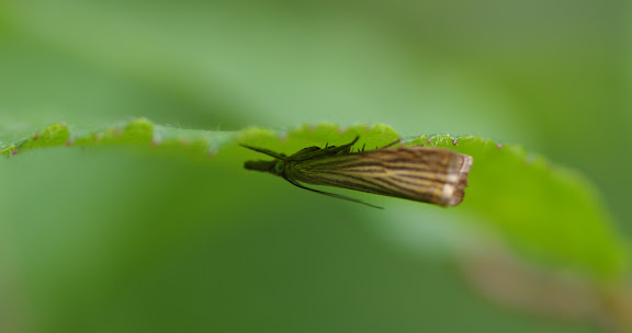 Crambidae : Crambinae : Chrysoteuchia culmella (LINNAEUS, 1758). Hautes-Lisières (Rouvres, 28), 8 juillet 2012. Photo : J.-M. Gayman