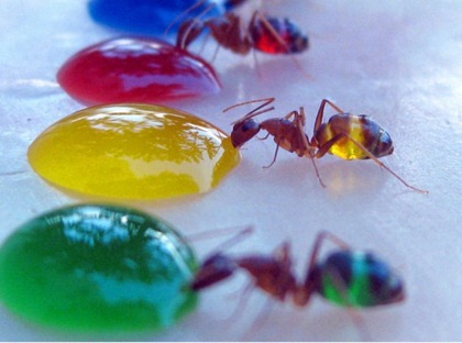 translucent-ants-3
