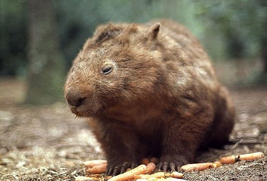 [wombats4.jpg]