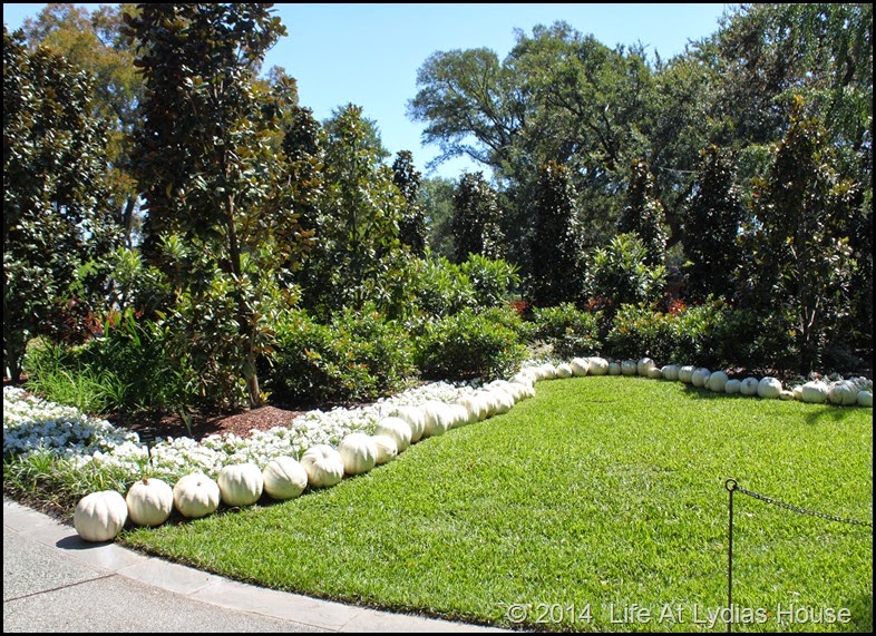 Dallas Arboretum - pumpkin festival-white garden 4