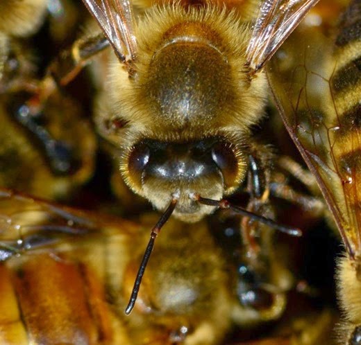 Buckfast worker bee face