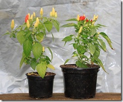 IMG_7367 IMG_7367