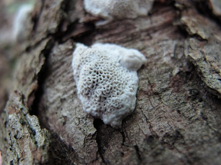 very young Abortiporus biennis