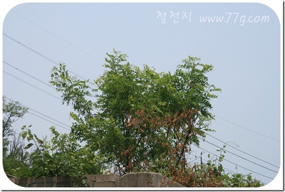 철천지IMG_0168-20110608-174746