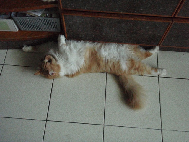 [catshomeday06%255B2%255D.jpg]