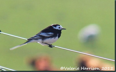 28-pied-wagtail